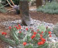 Spring Flowering Cacti