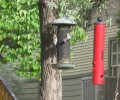 Finch at the Feeder