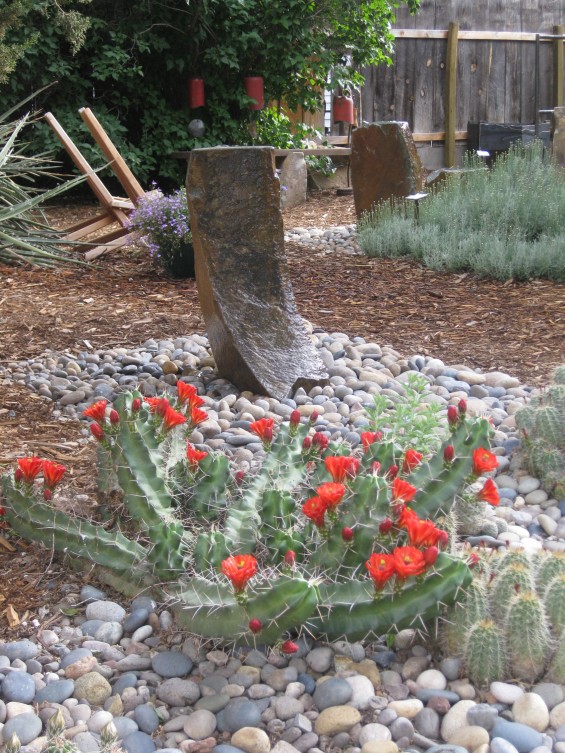 Spring Flowering Cacti