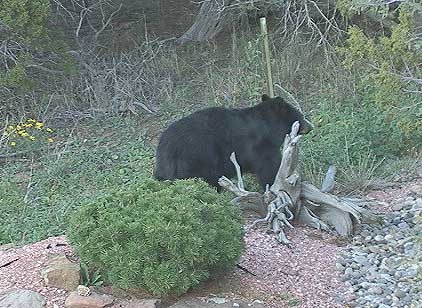 Black Bear