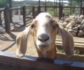 Friendly Goat