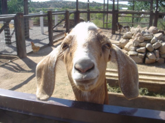 Friendly Goat