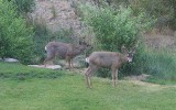 Mule Deer