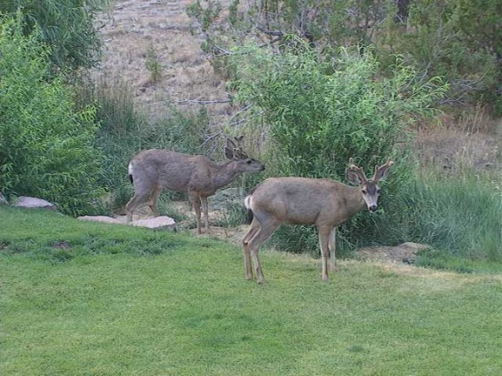 Mule Deer